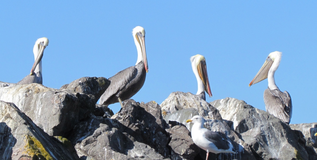 California Brown Pelicans roosting at Alameda Point