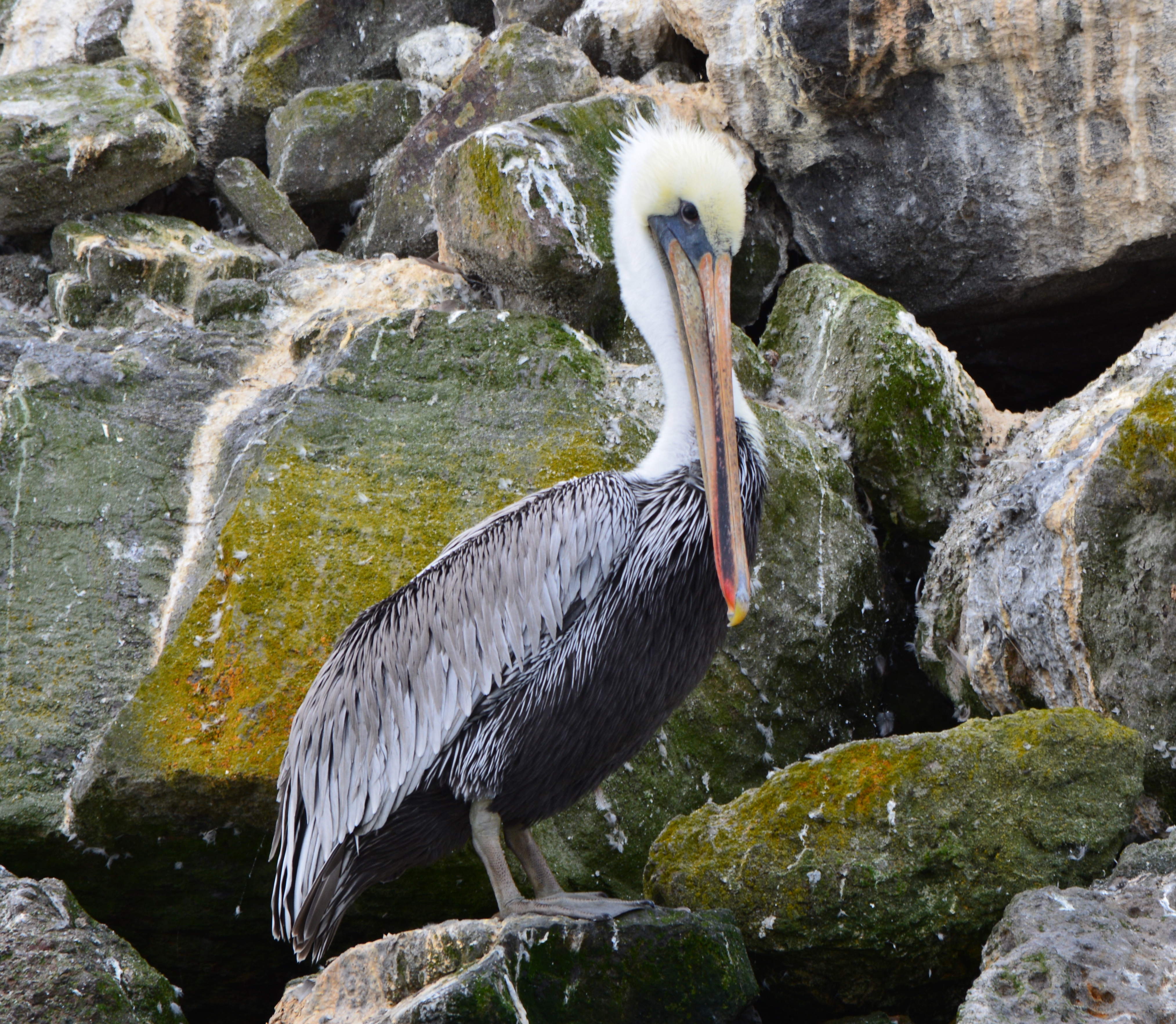 Brown pelicans of Breakwater Island, Alameda