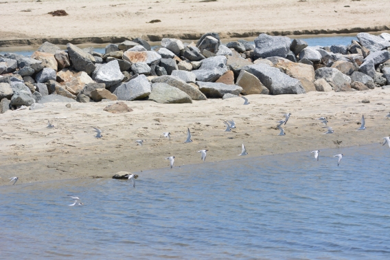 Side channel in Santa Ana River where the terns bath and hang ot.