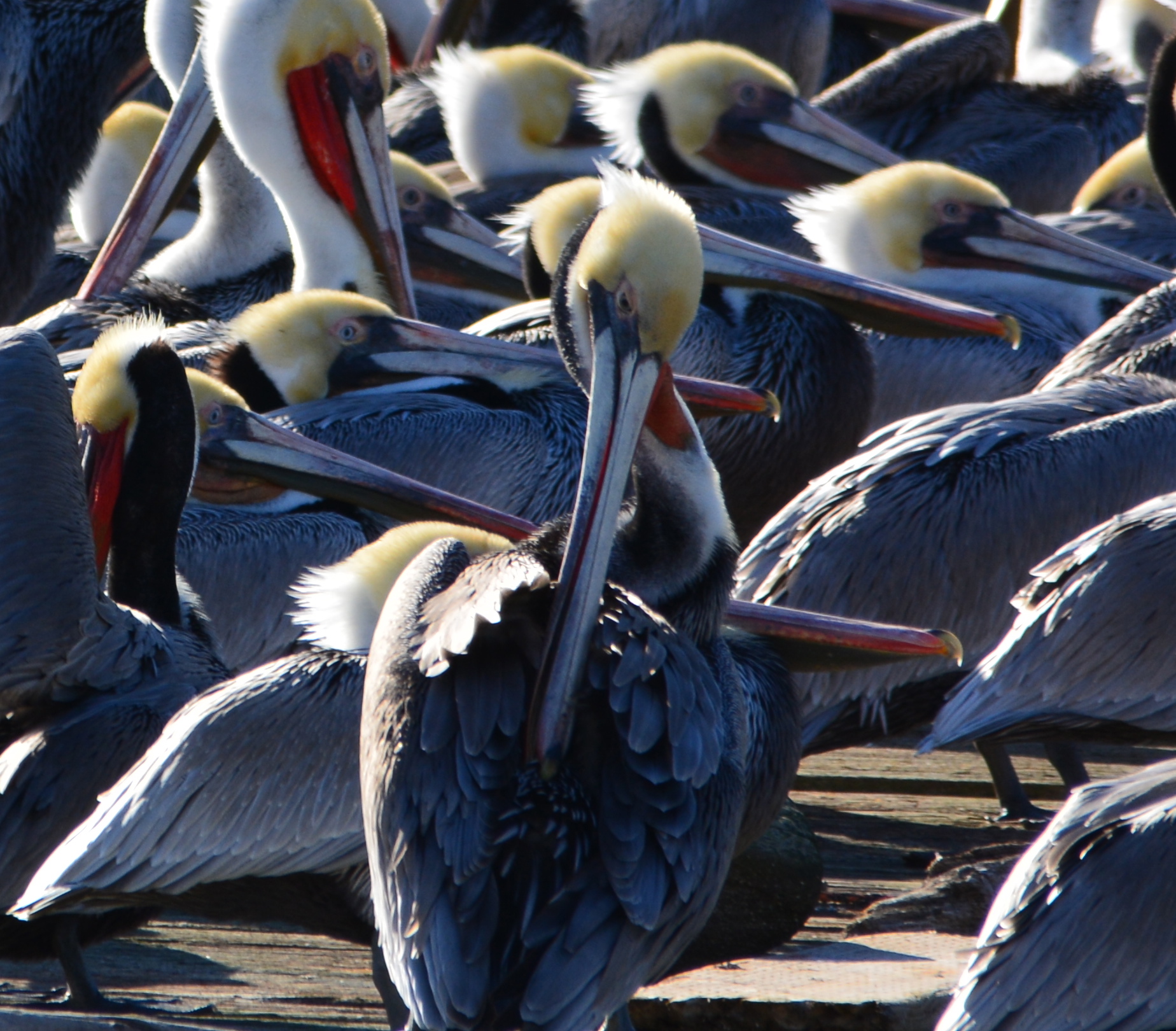 California brown pelicans in breeding plumage at Alameda Point