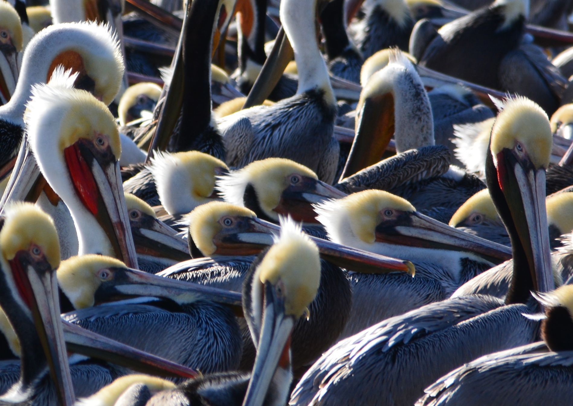 Brown pelicans roosting on the dock