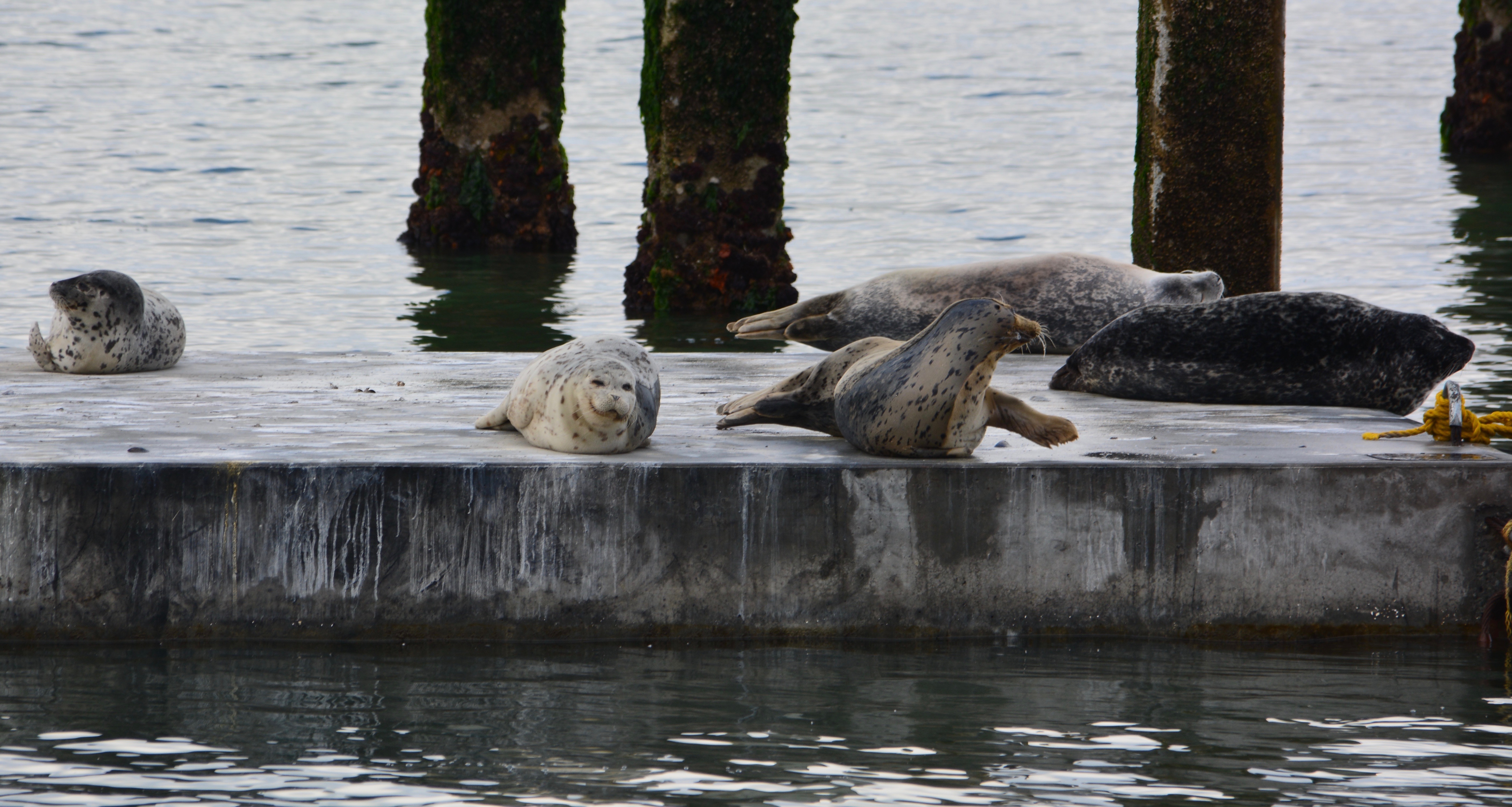 Harbor seals on new float Alameda