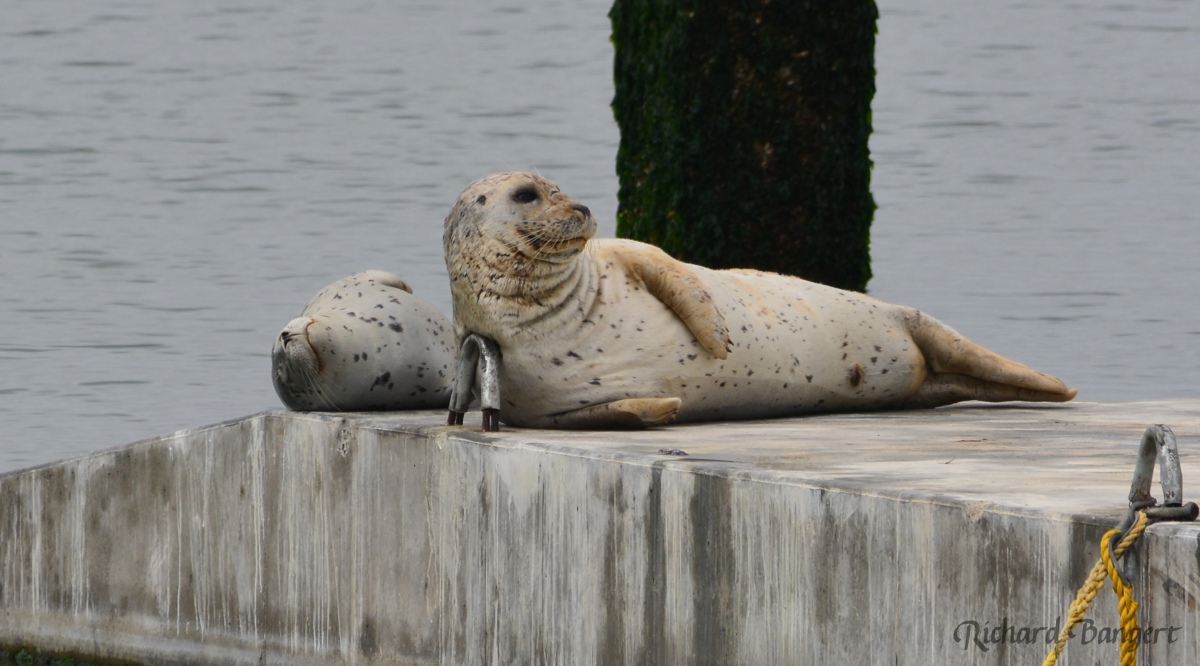 Harbor seals adapting to new float