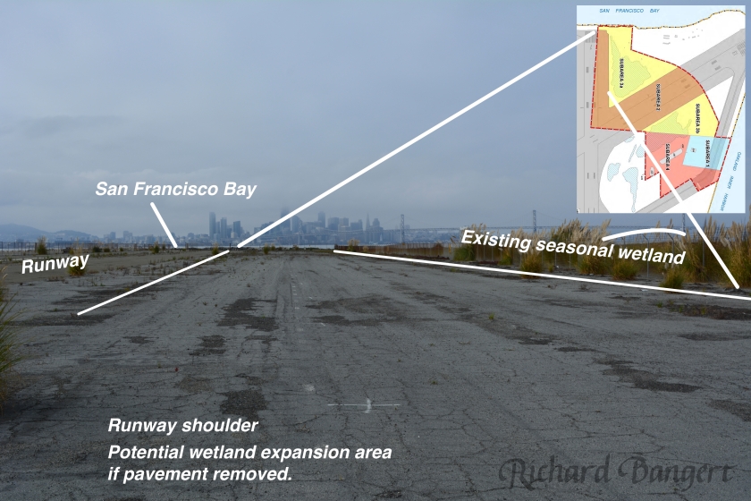 shoulder-wetland-expansion-area-site-32