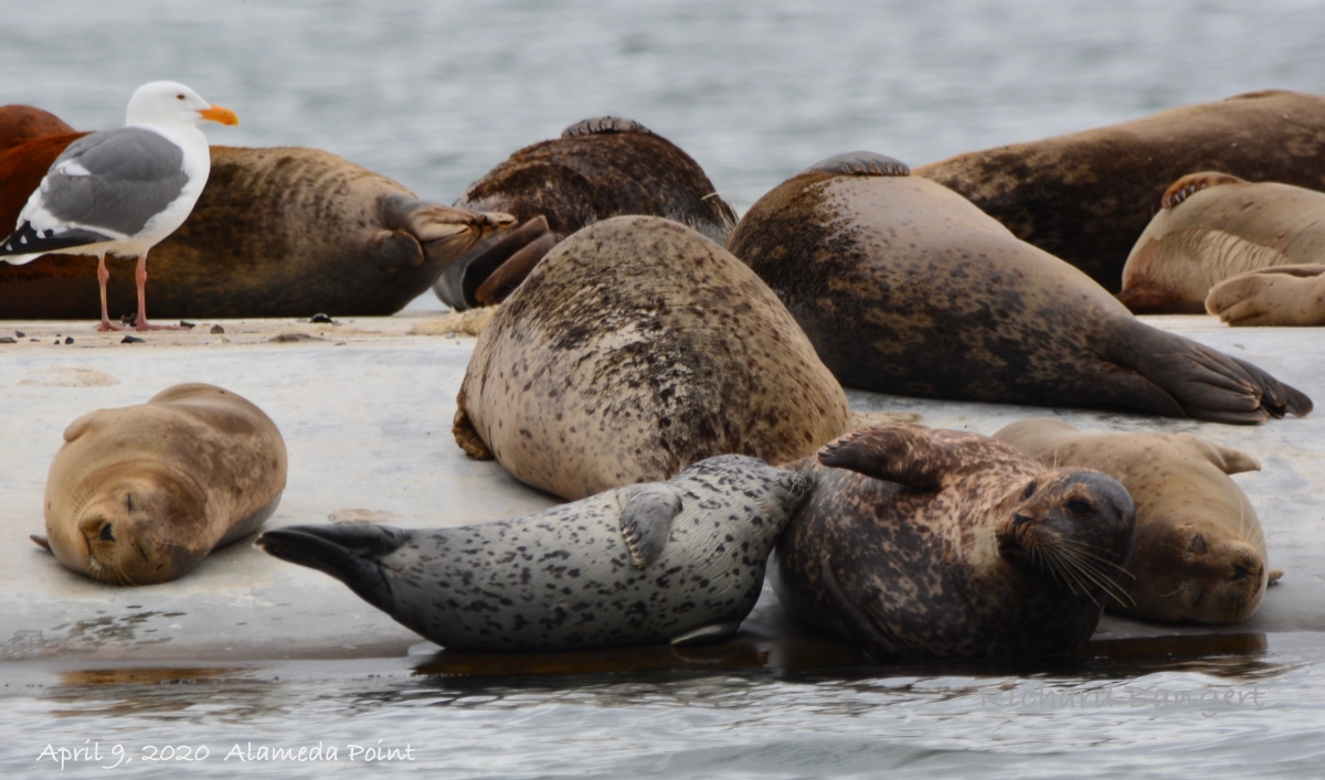 Harbor seal pup grows up at Alameda Point