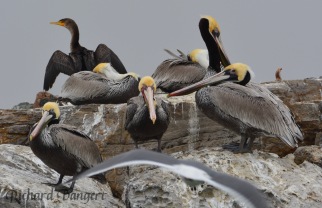 Three pelicans on Breakwater Island