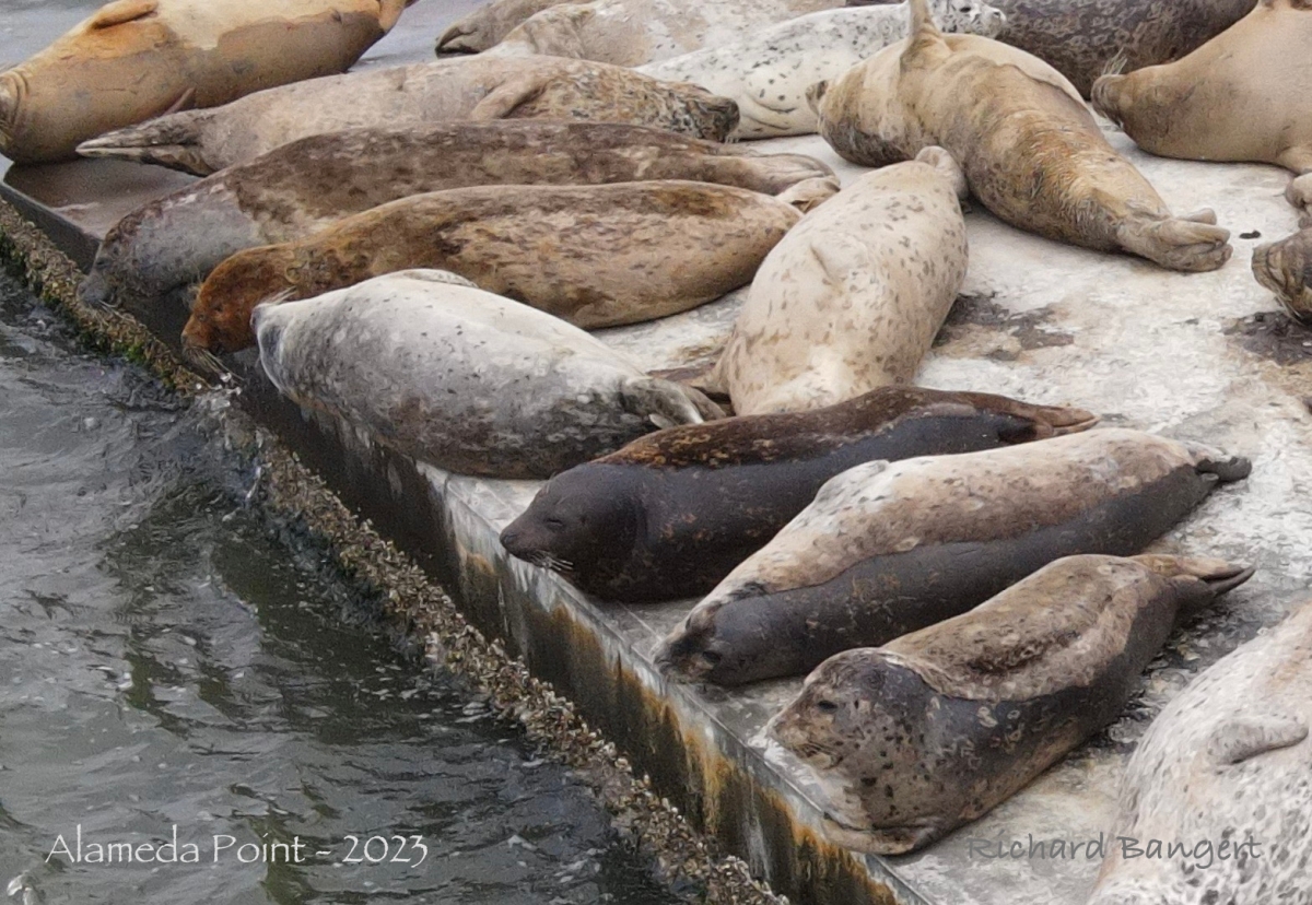 Harbor seal molting and mating behavior up close